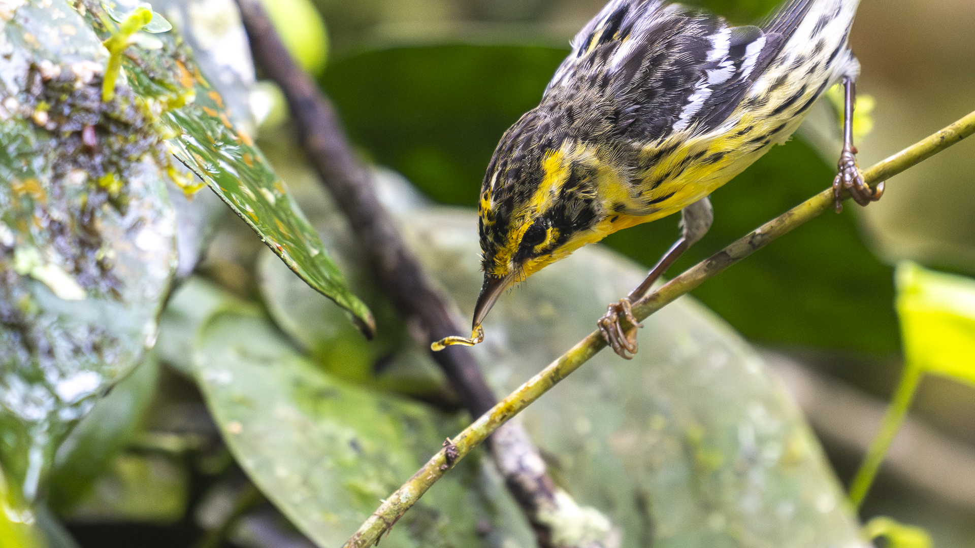 Fichtenwaldsänger, Blackburnian Warbler, Setophaga fusca-2