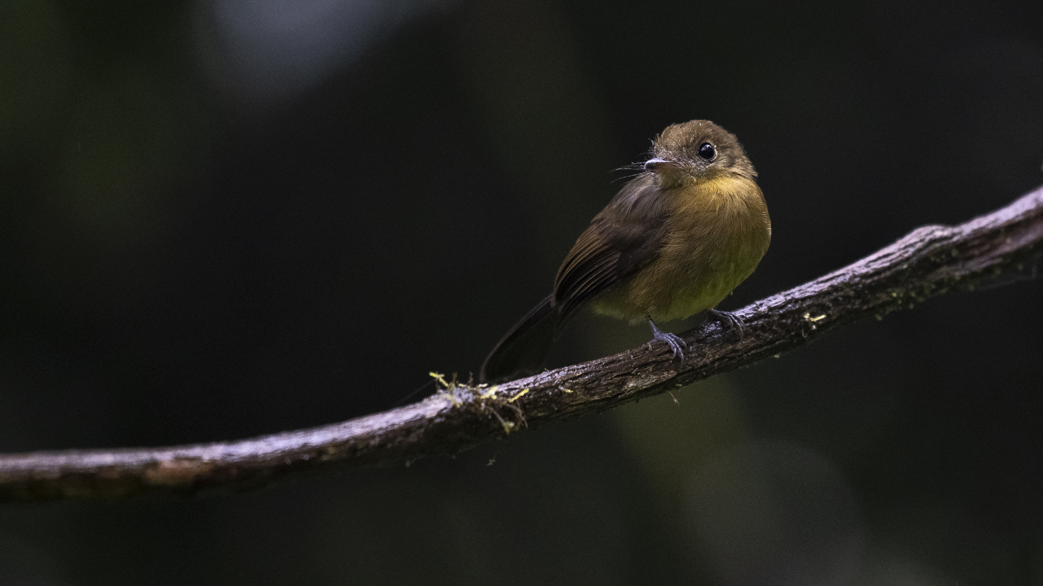 Gebirgsbekarde, Tawny-breasted Flycatcher, Myiobius villosus