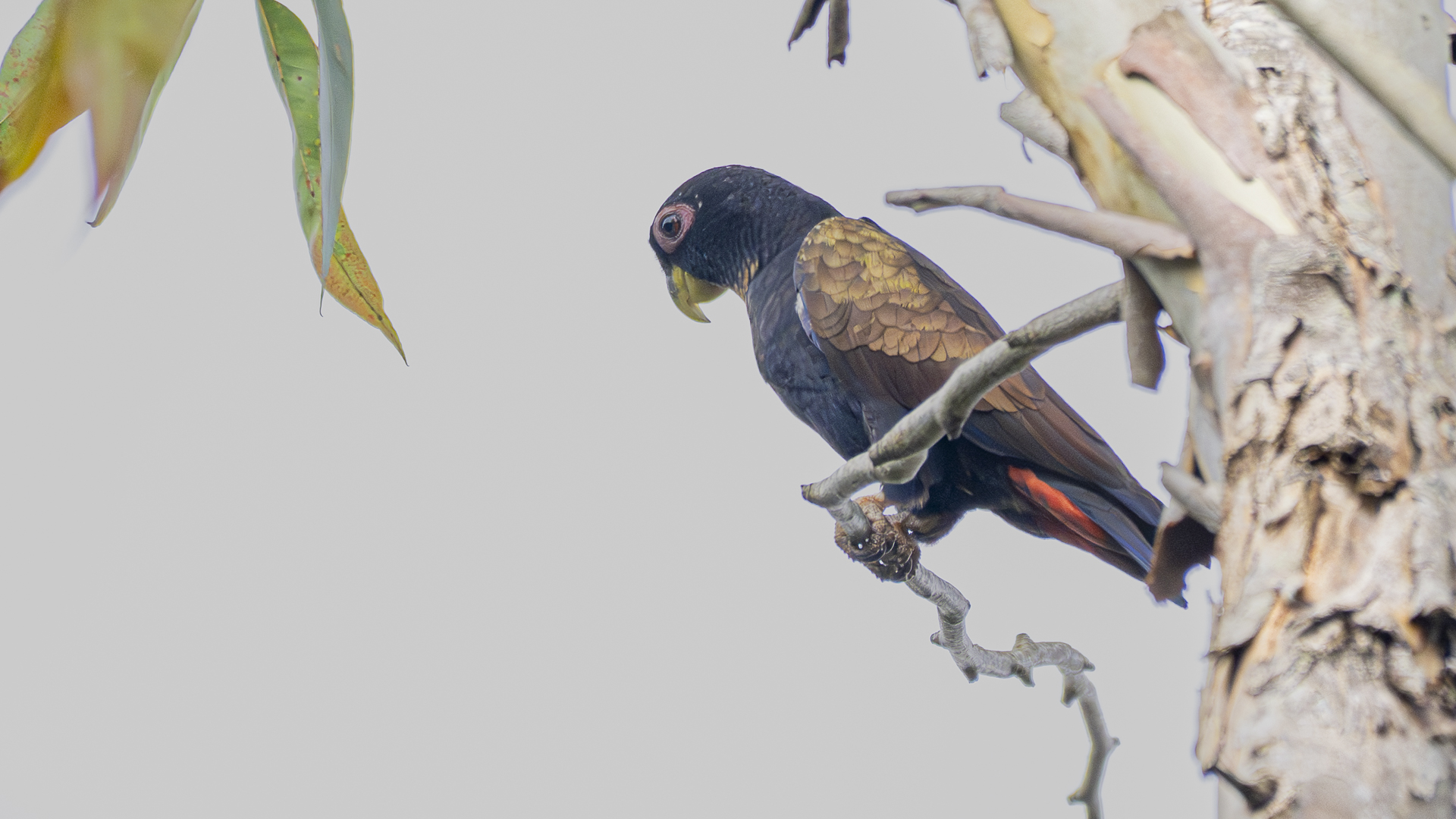 Glanzflügelpapagei, Bronze-winged Parrot, Pionus chalcopterus