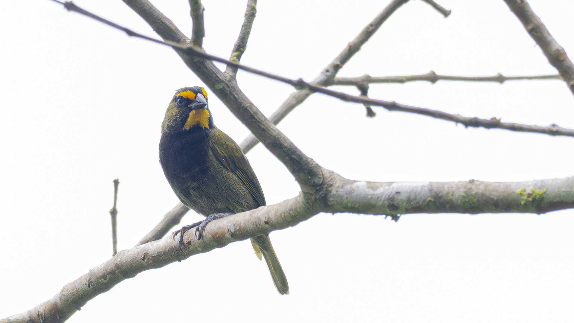 Goldbrauen-Gimpeltangare, Yellow-faced Grassquit, Tiaris olivaceus, male-2