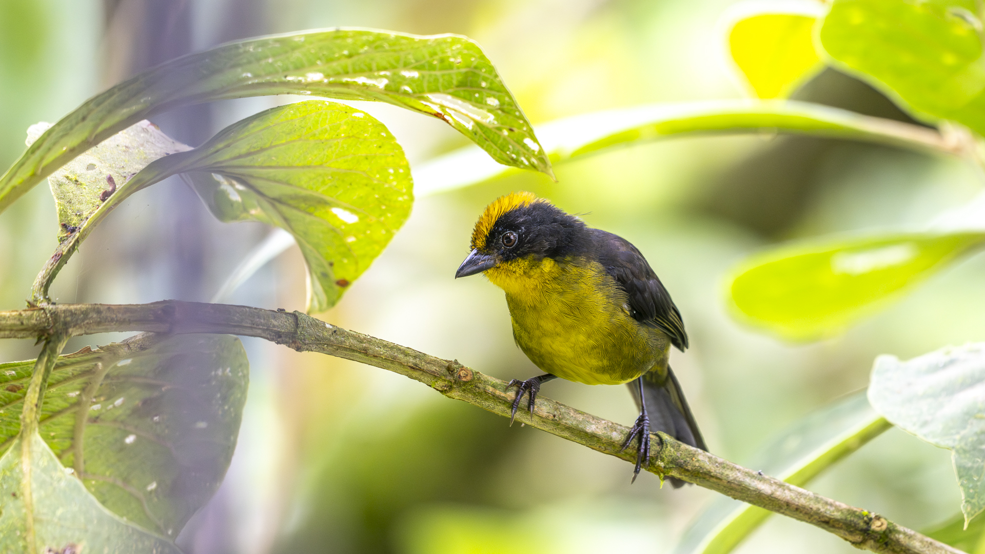 Goldscheitel-Buschammer, Choco Brushfinch, Atlapetes crassus-2