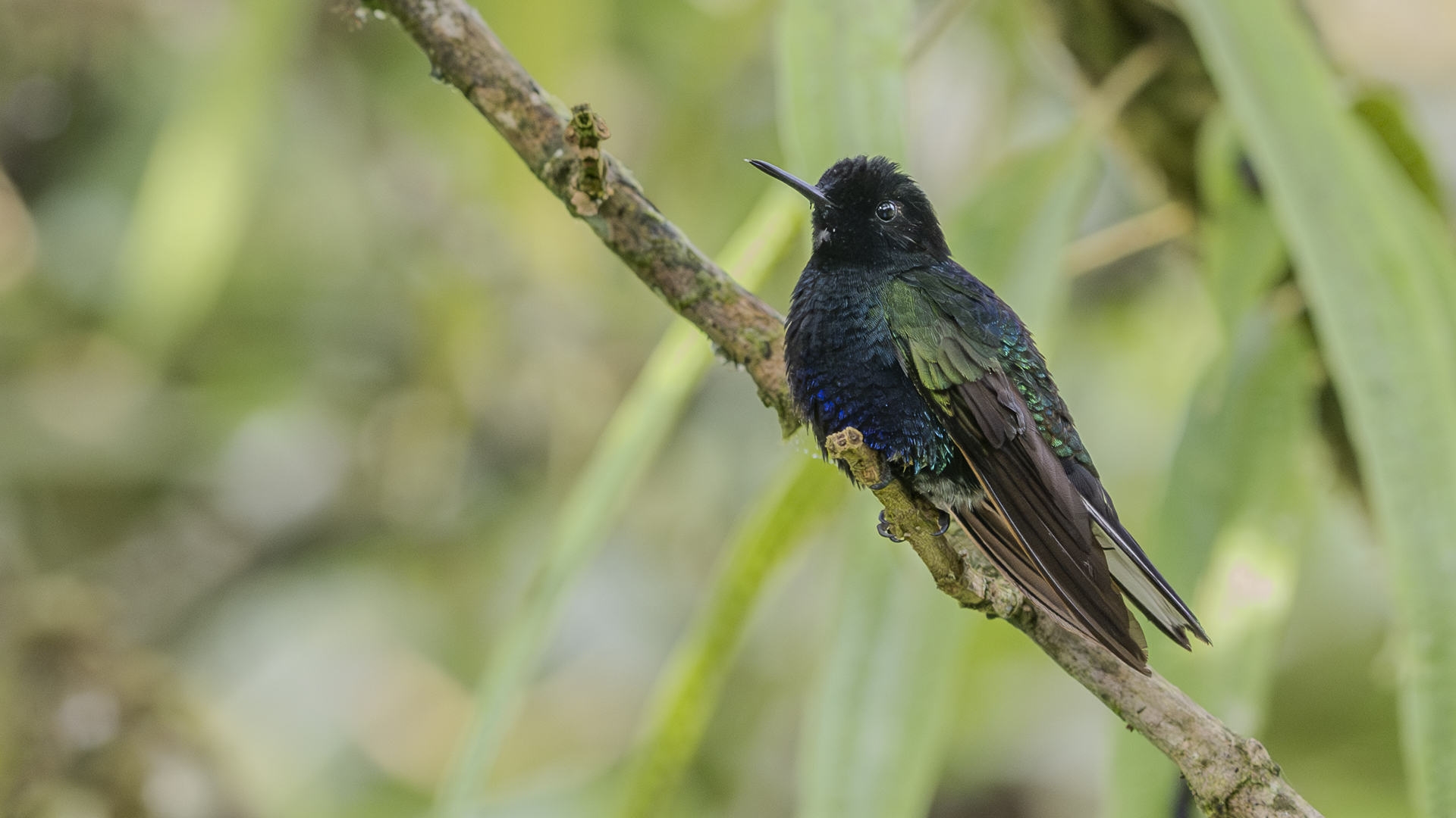 Hyazinthkolibri, Velvet-purple Coronet, Boissonneaua jardini, immature