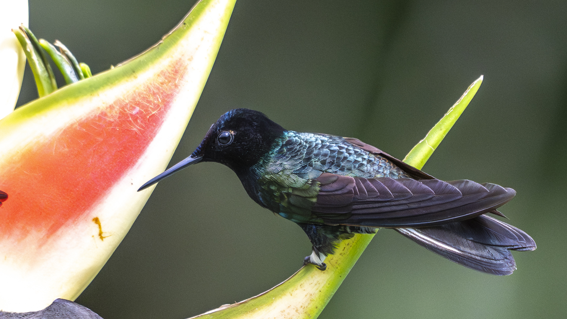 Hyazinthkolibri, Velvet-purple Coronet, Boissonneaua jardini-2