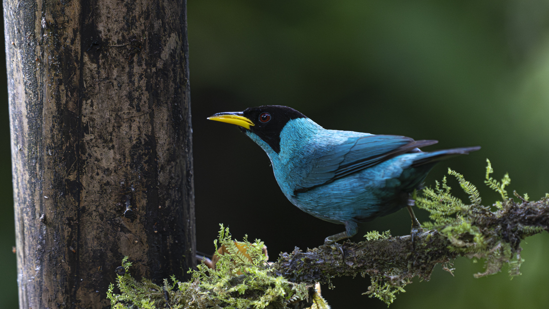 Kappennaschvogel, Green Honeycreeper, Chlorophanes spiza subtropicalis, male