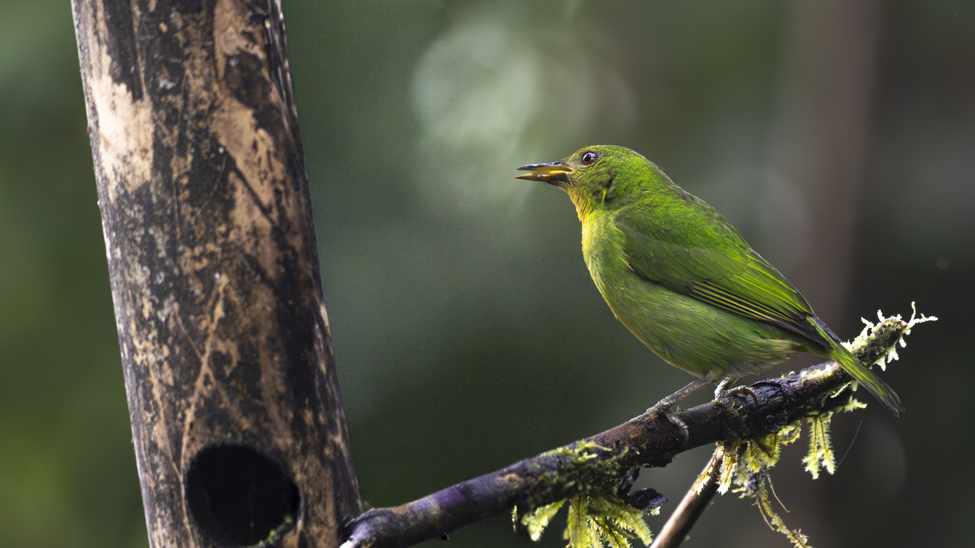 Kappennaschvogel, Green Honeycreeper, Chlorophanes spiza, female-2
