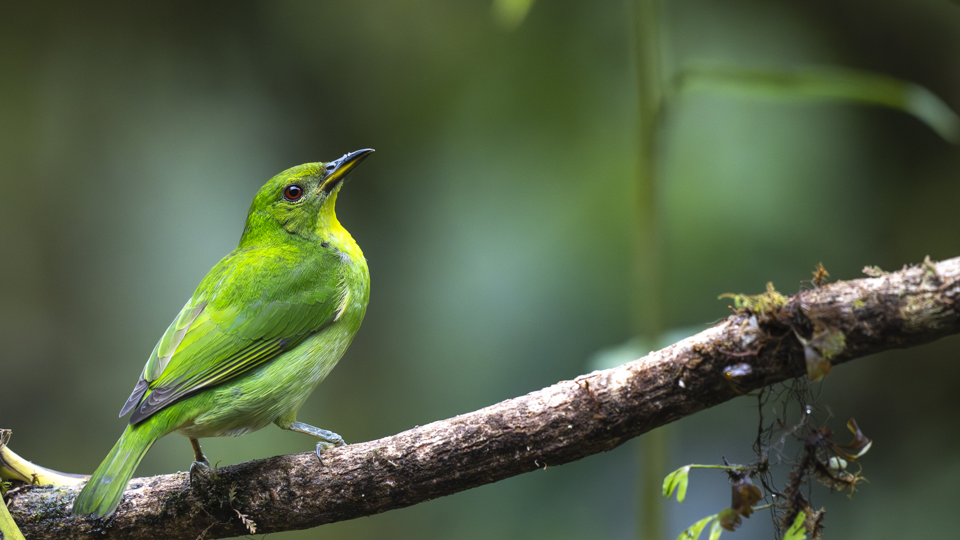 Kappennaschvogel, Green Honeycreeper, Chlorophanes spiza, female