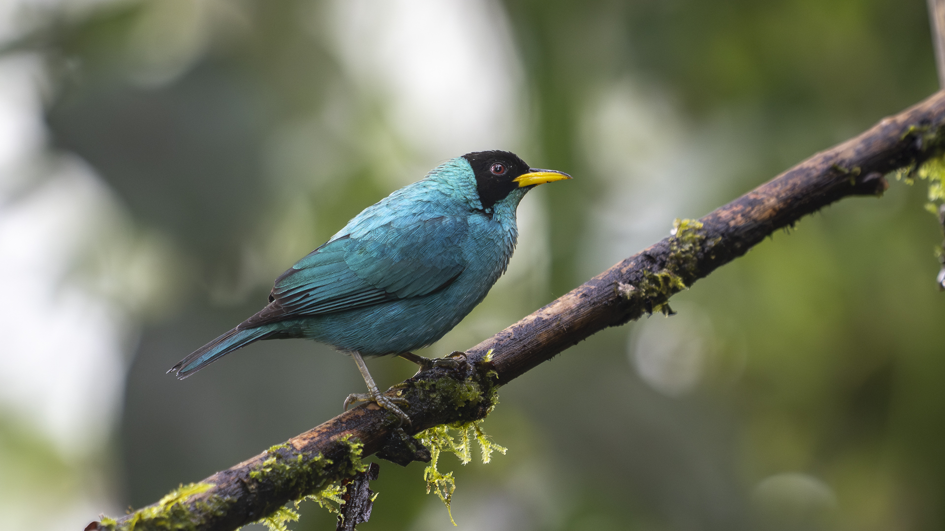 Kappennaschvogel, Green Honeycreeper, Chlorophanes spiza, male-5