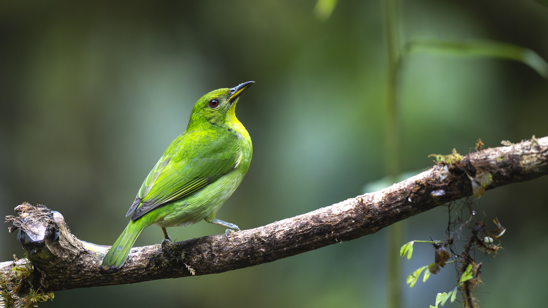 Kappennaschvogel, Green Honeycreeper, Chlorophanes spiza