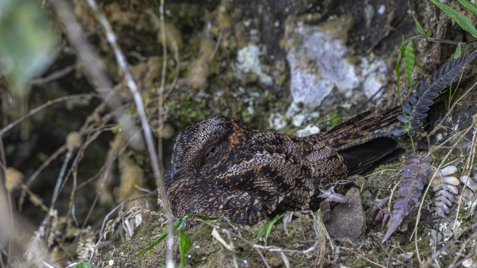 Leierschwanz-Nachtschwalbe, Lyre-tailed Nightjar, Uropsalis lyra