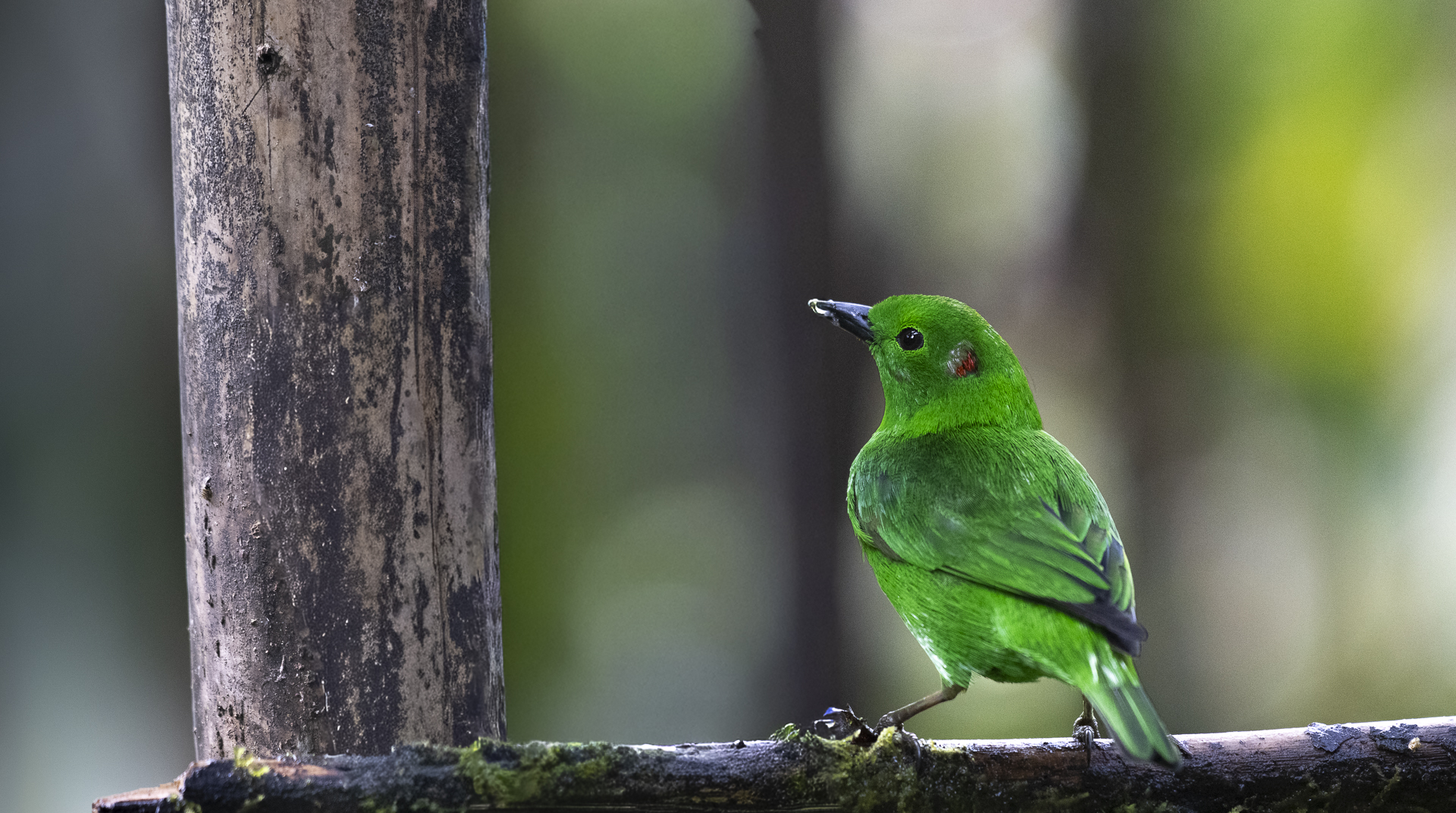 Rotohr-Bunttangare, Glistening-green Tanager, Chlorochrysa phoenicotis-2