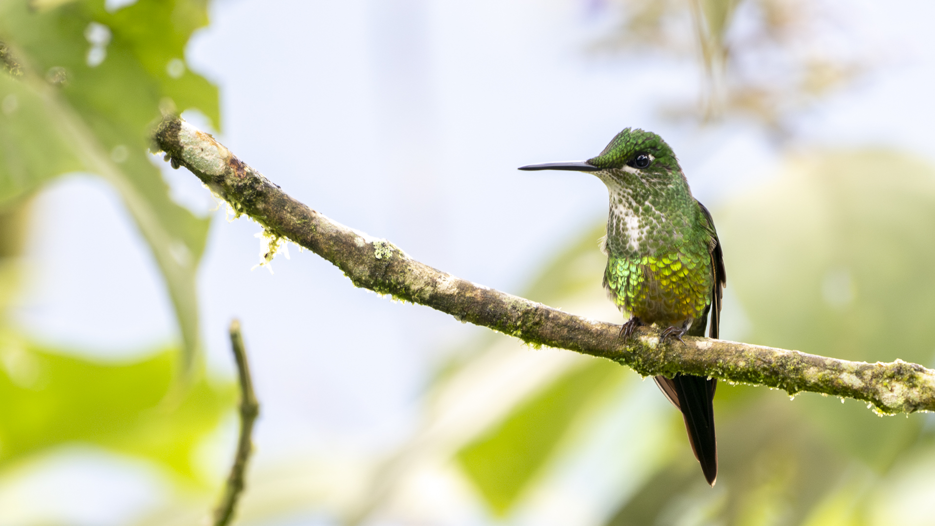 Rotstern-Brillantkolibri, Empress Brilliant, Heliodoxa imperatrix, female