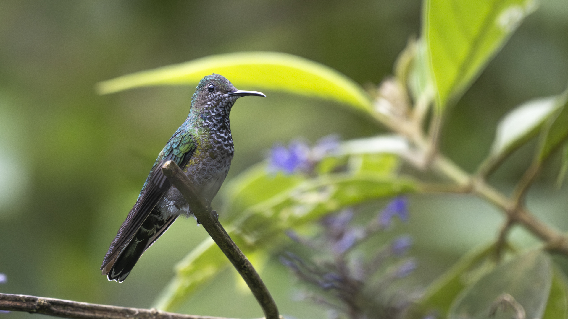 Weißnackenkolibri, White-necked Jacobin, Florisuga mellivora, female-2