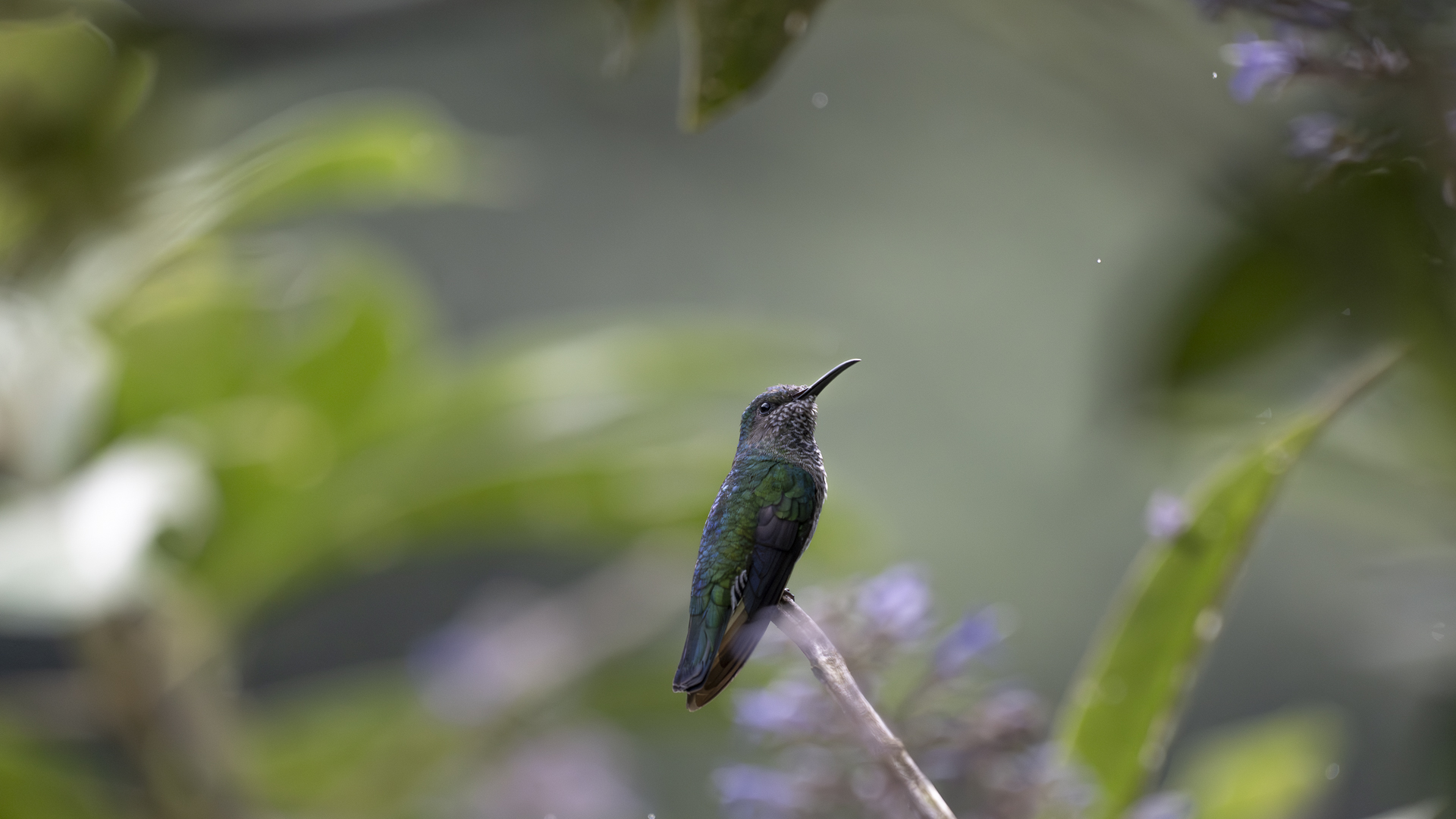 Weißnackenkolibri, White-necked Jacobin, Florisuga mellivora, female