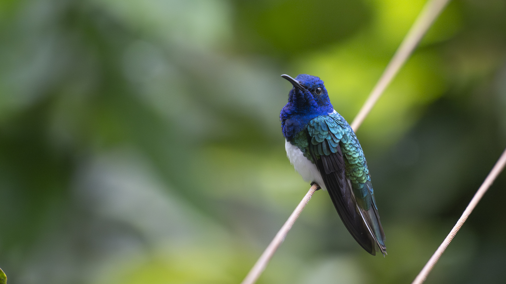 Weinackenkolibri, White-necked Jacobin, Florisuga mellivora