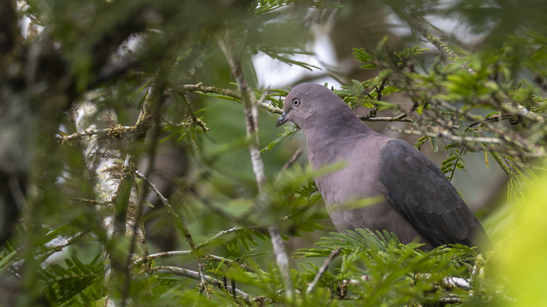 Weintaube, Plumbeus Pigeon, Patagioenas plumbea