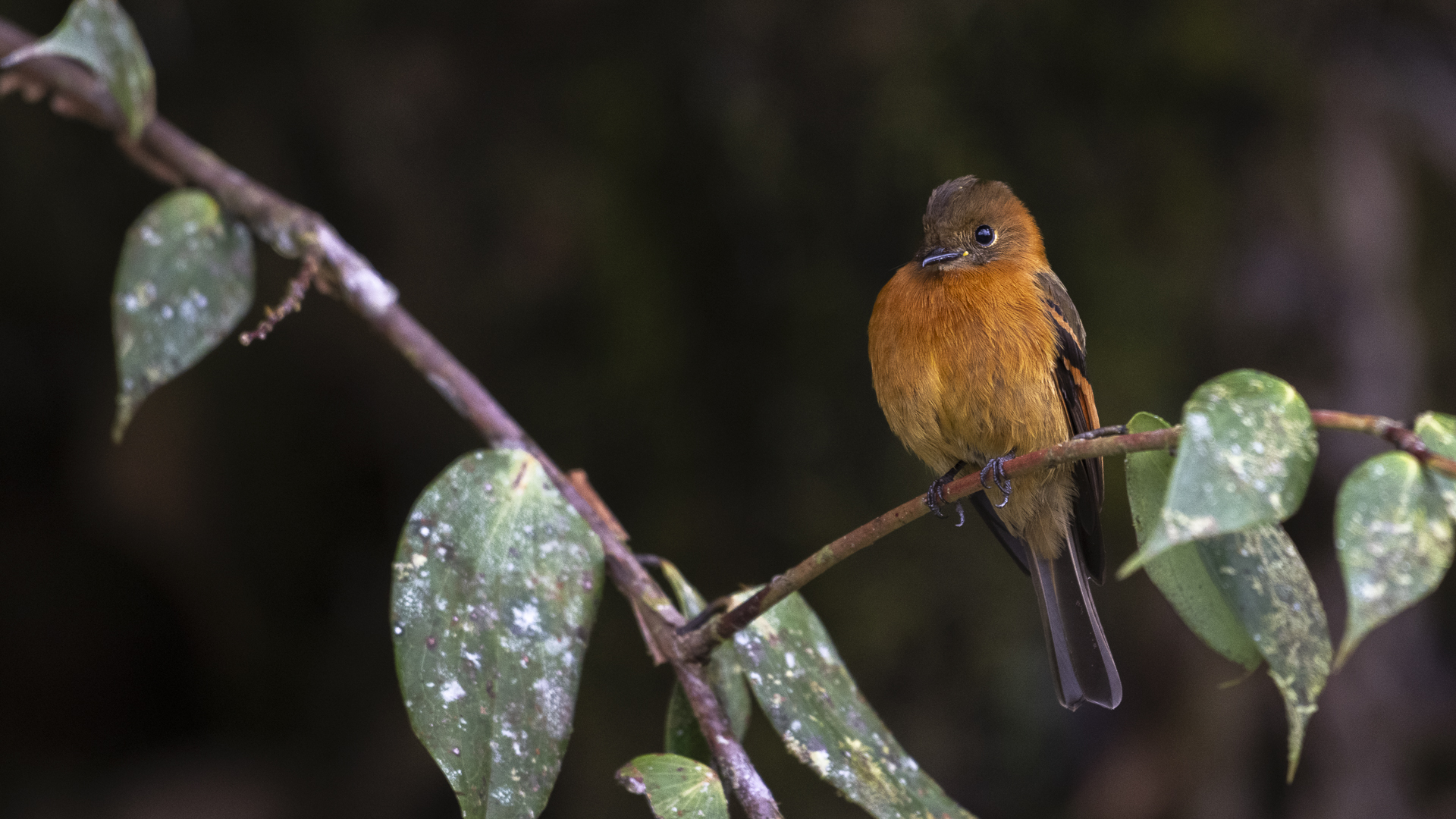 Zimttyrann, Cinnamon Flycatcher, Pyrrhomyias cinnamomeus-2