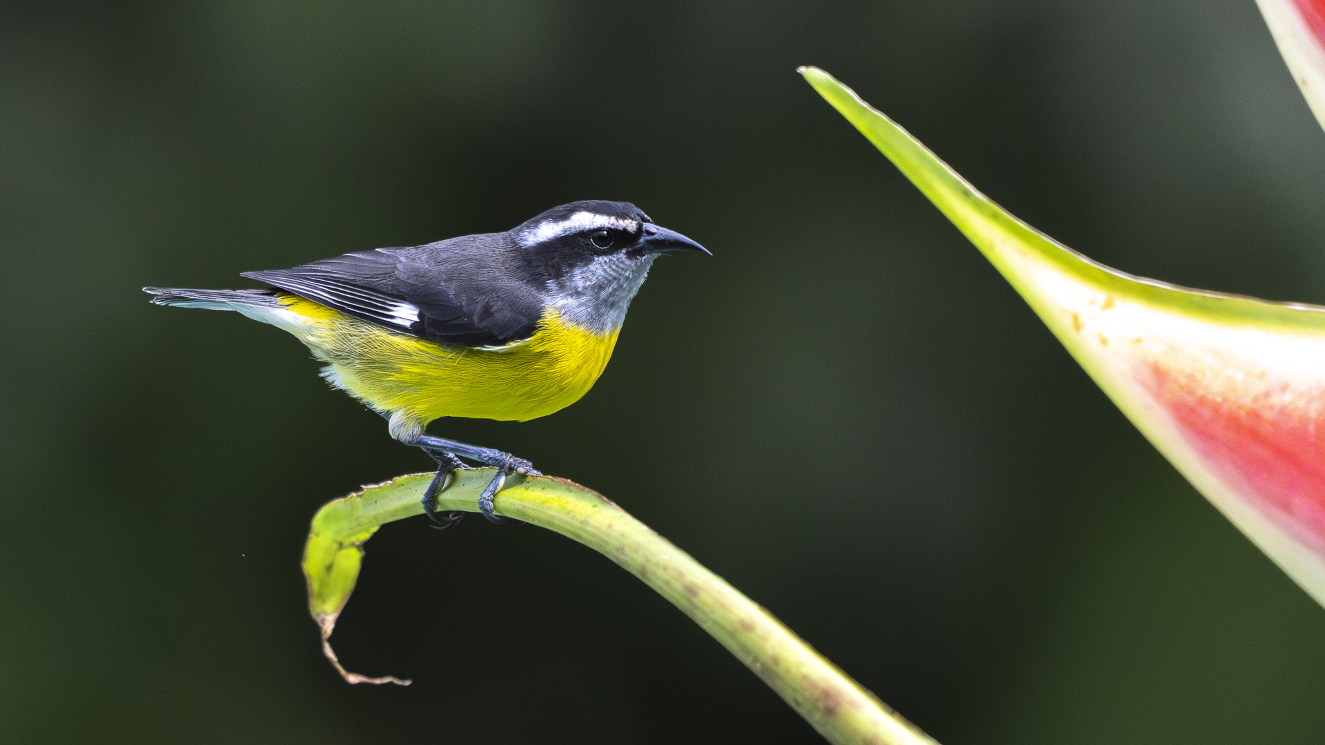 Zuckervogel, Bananaquit, Coereba flaveola
