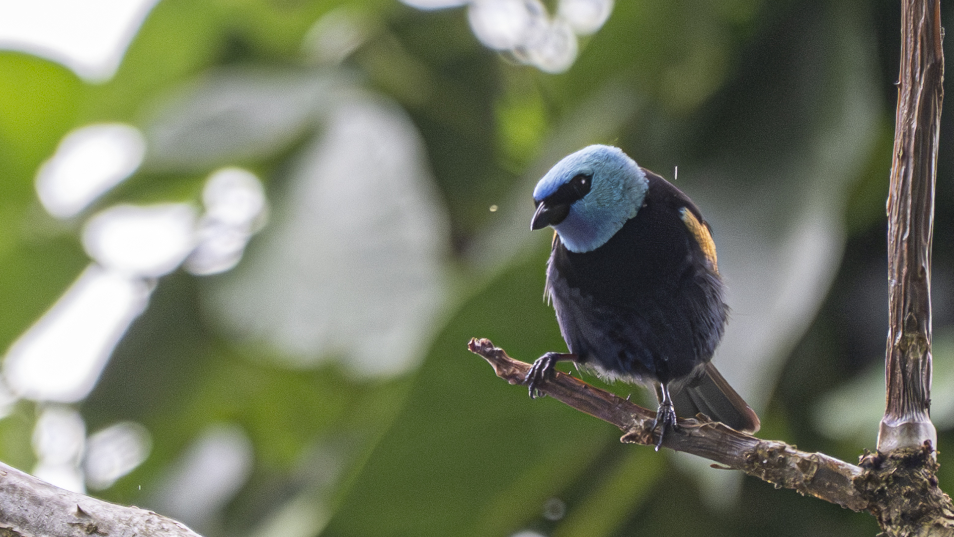 Azurkopftangare, Blue-necked Tanager, Stilpnia cyanicollis granadensis
