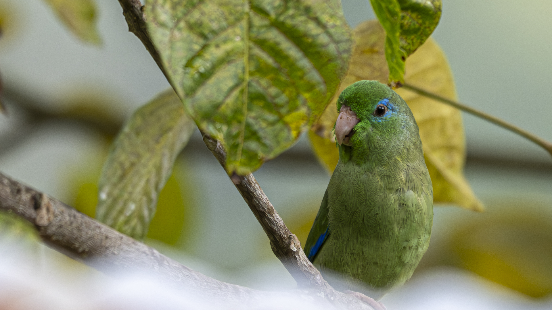 Brillensperlingspapagei, Spectacled Parrotlet, Forpus conspicillatus