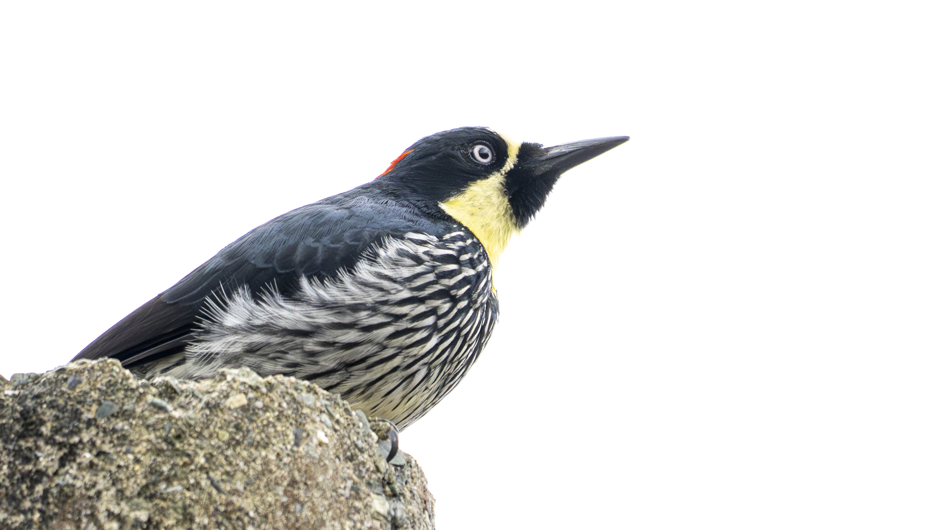 Eichelspecht, Acorn Woodpecker, Melanerpes formicivorus flavigula, male