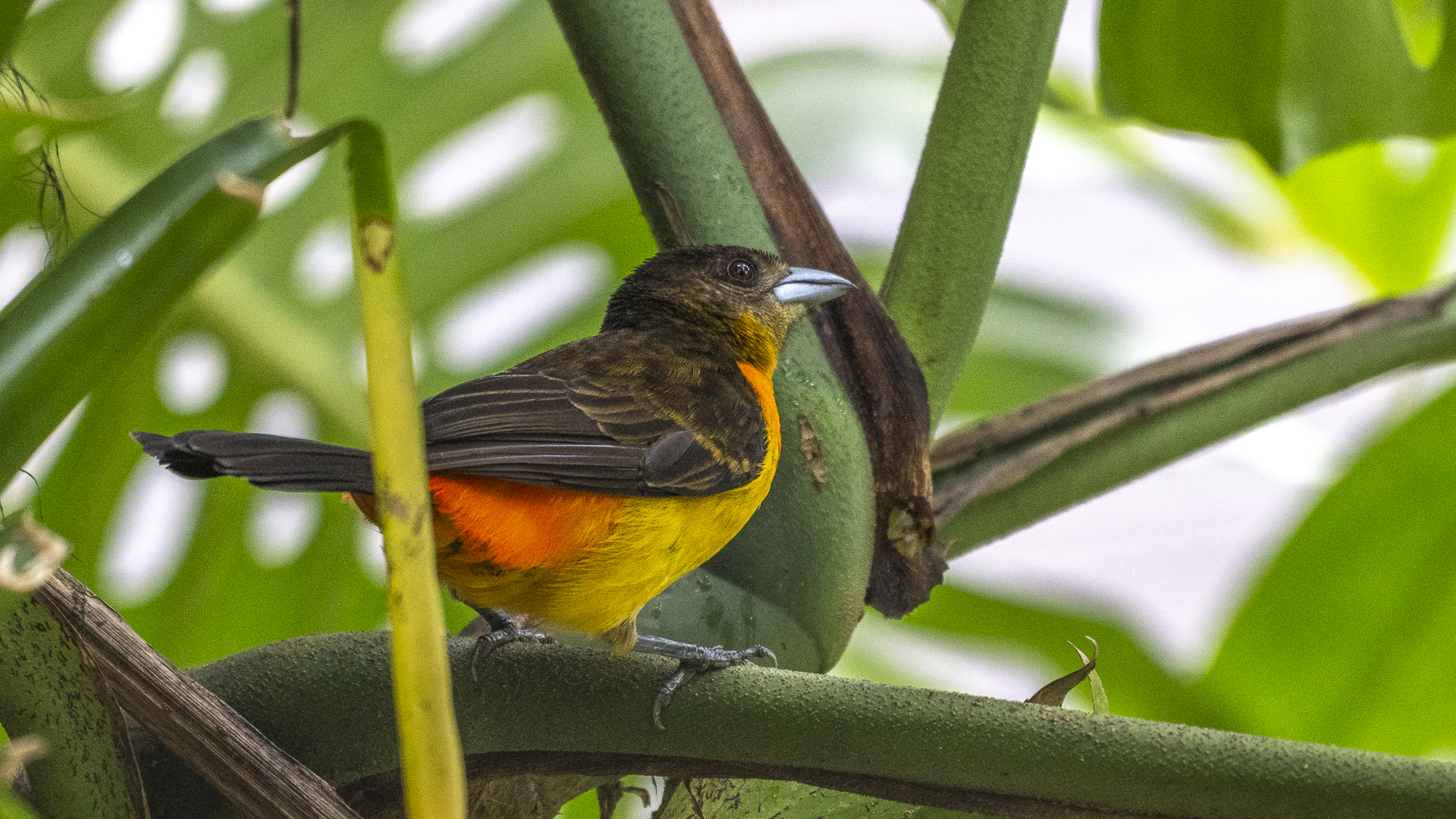 Feuerbürzeltangare, Flame-rumped Tanager, Ramphocelus flammigerus