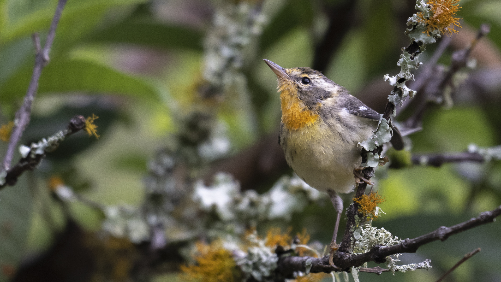 Fichtenwaldsänger, Blackburnian Warbler, Setophaga fusca