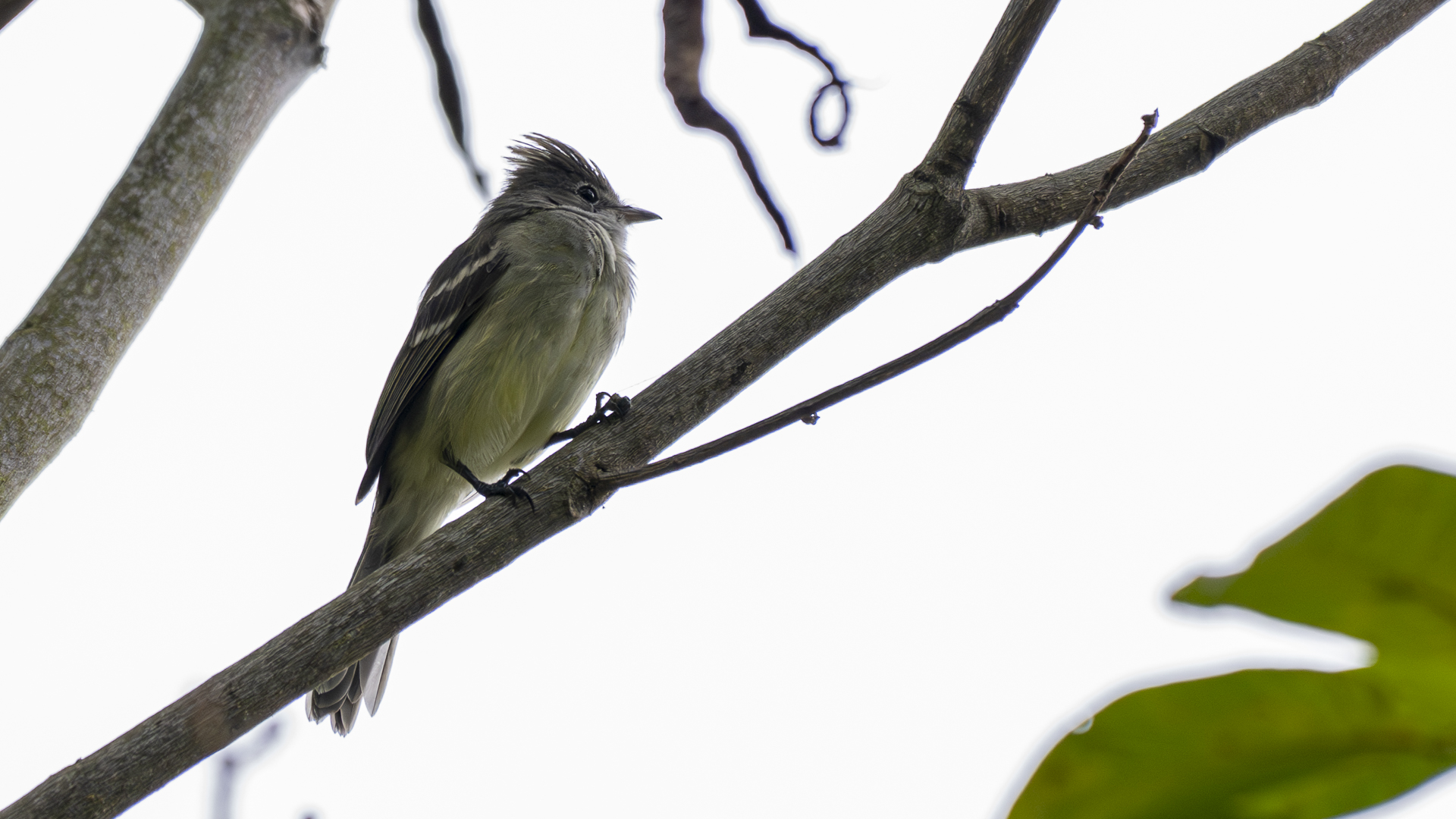 Gelbbauch-Olivtyrann, Yellow-bellied Elaenia, Elaenia flavogaster