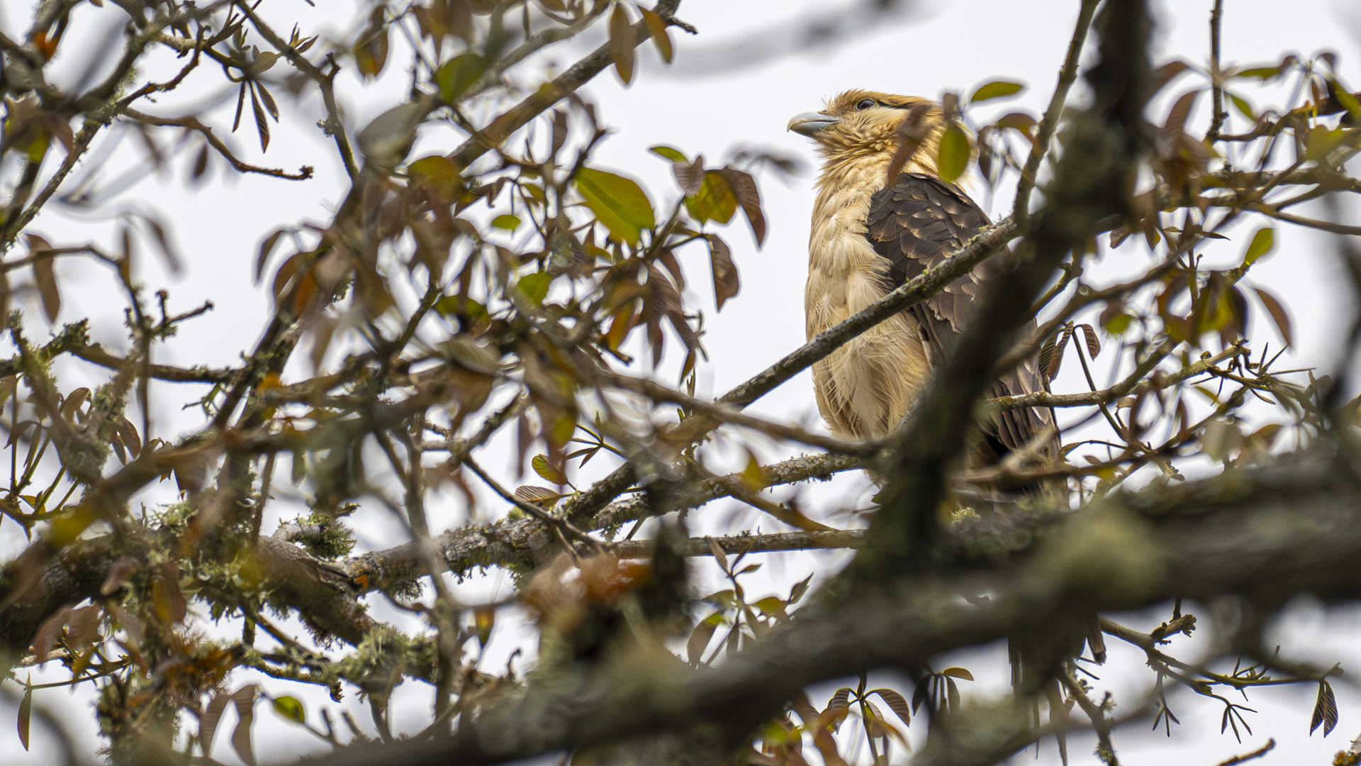 Gelbkopfkarakara, Yellow-headed Caracara, Daptrius chimachima cordata