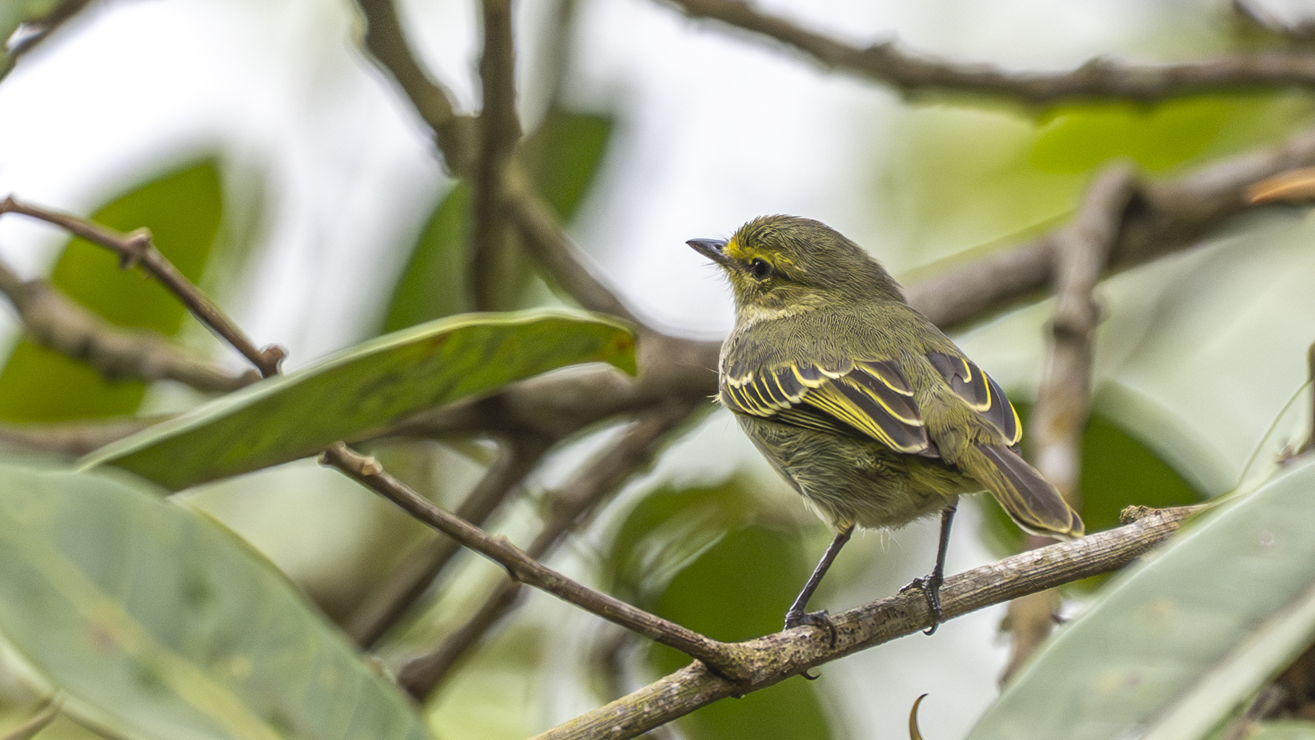 Goldgesicht-Kleintyrann, Golden-faced Tyrannulet, Zimmerius (chrysops) chrysops_
