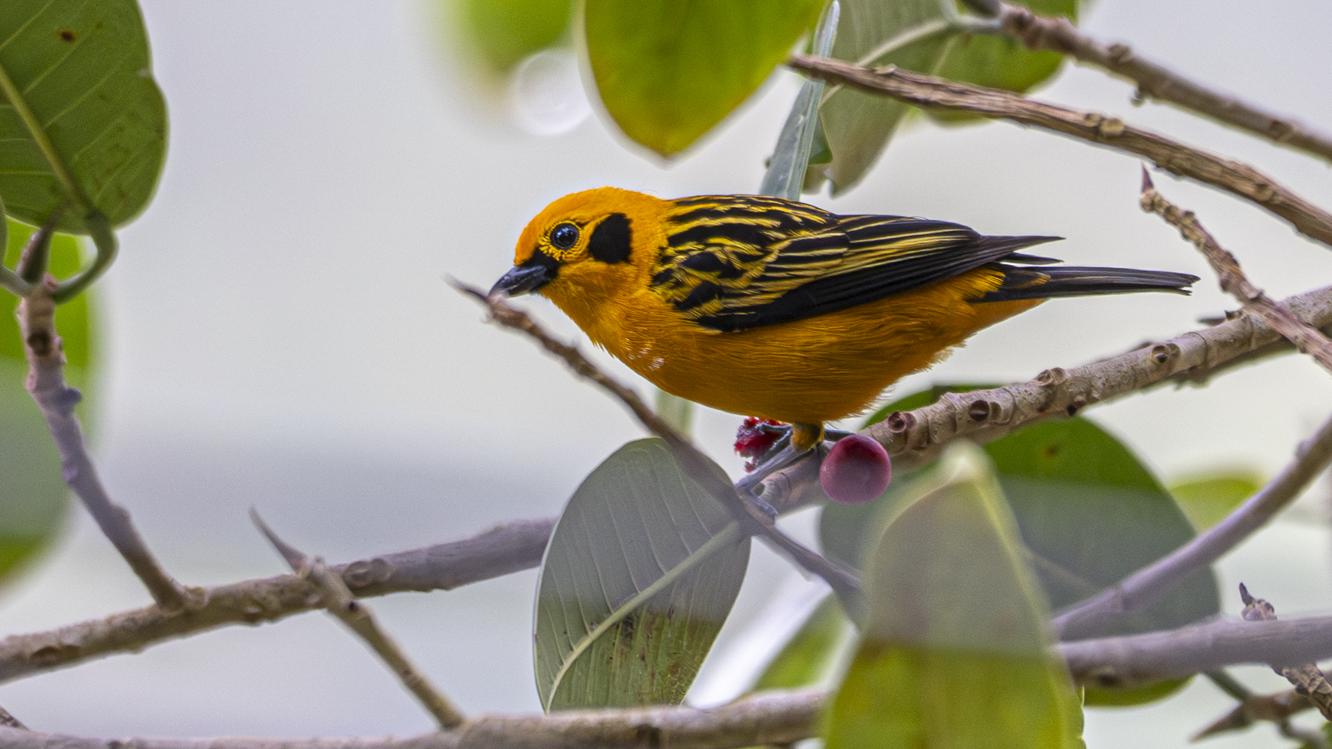 Goldtangare, Golden Tanager, Tangara arthus