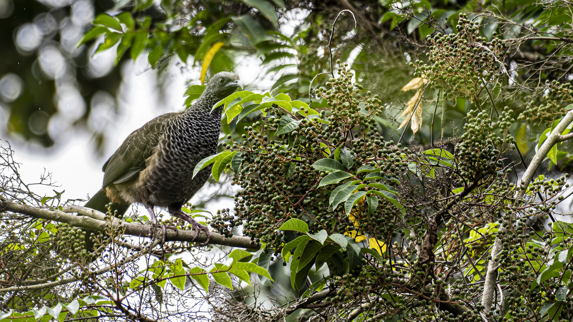 Kolumbienguan, Colombian Chachalaca, Ortalis columbiana