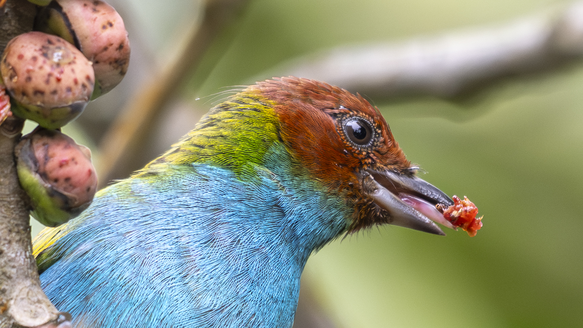 Rötelkopftangare, Bay-and-blue Tanager, Tangara (gyrola) albertinae-4
