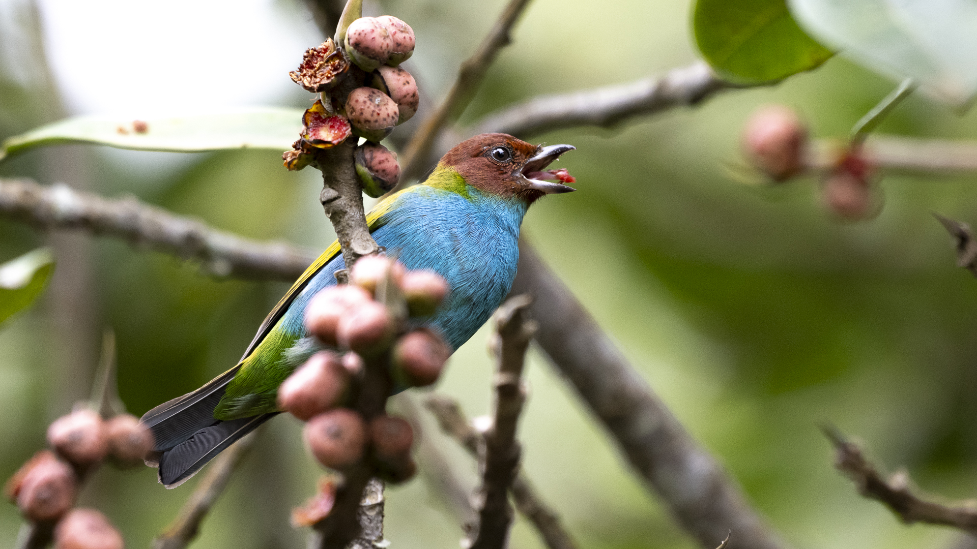 Rötelkopftangare, Bay-and-blue Tanager, Tangara (gyrola) albertinae