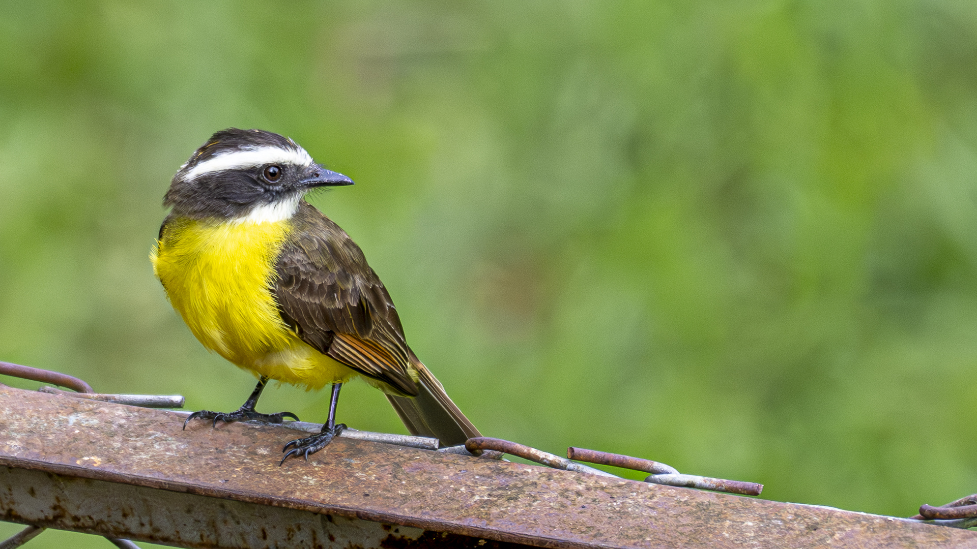 Rostschwingen-Maskentyrann, Rusty-margined Flycatcher, Myiozetetes cayanensis hellmayri