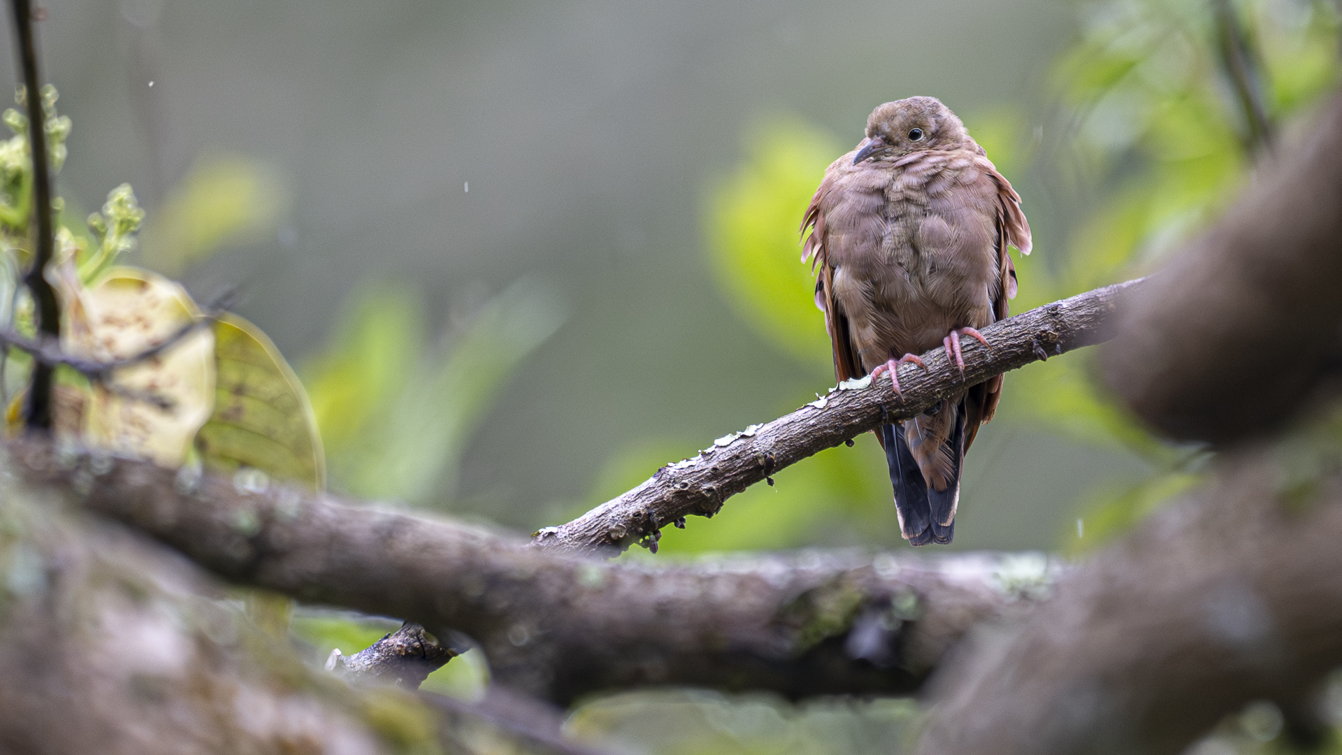 Rosttäubchen, Ruddy Ground-dove, Columbina talpacoti caucae