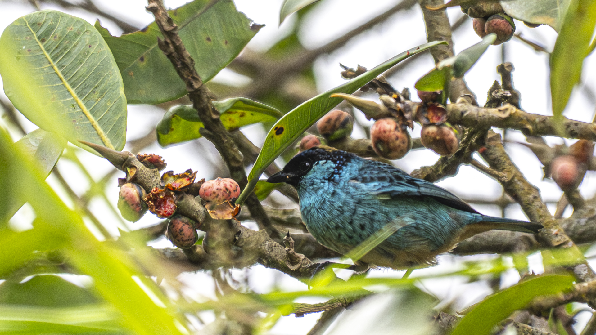 Rotnackentangare, Golden-naped Tanager, Chalcothraupis ruficervix