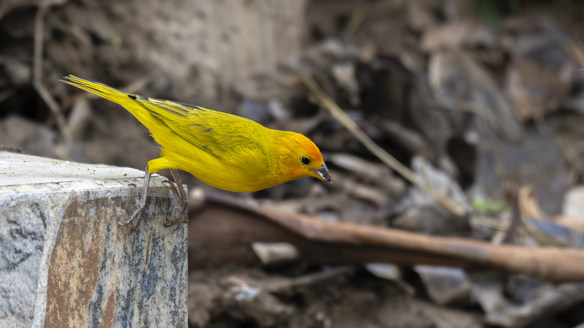 Safrangilbtangare, Saffron Finch, Sicalis flaveola-2