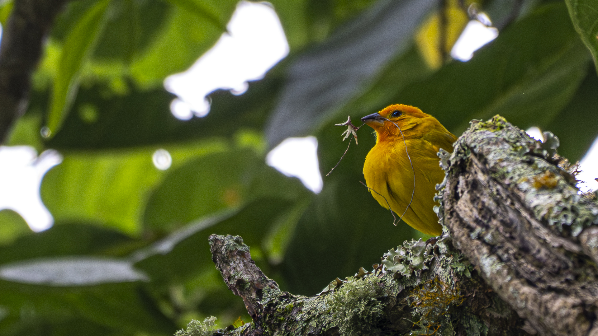 Safrangilbtangare, Saffron Finch, Sicalis flaveola