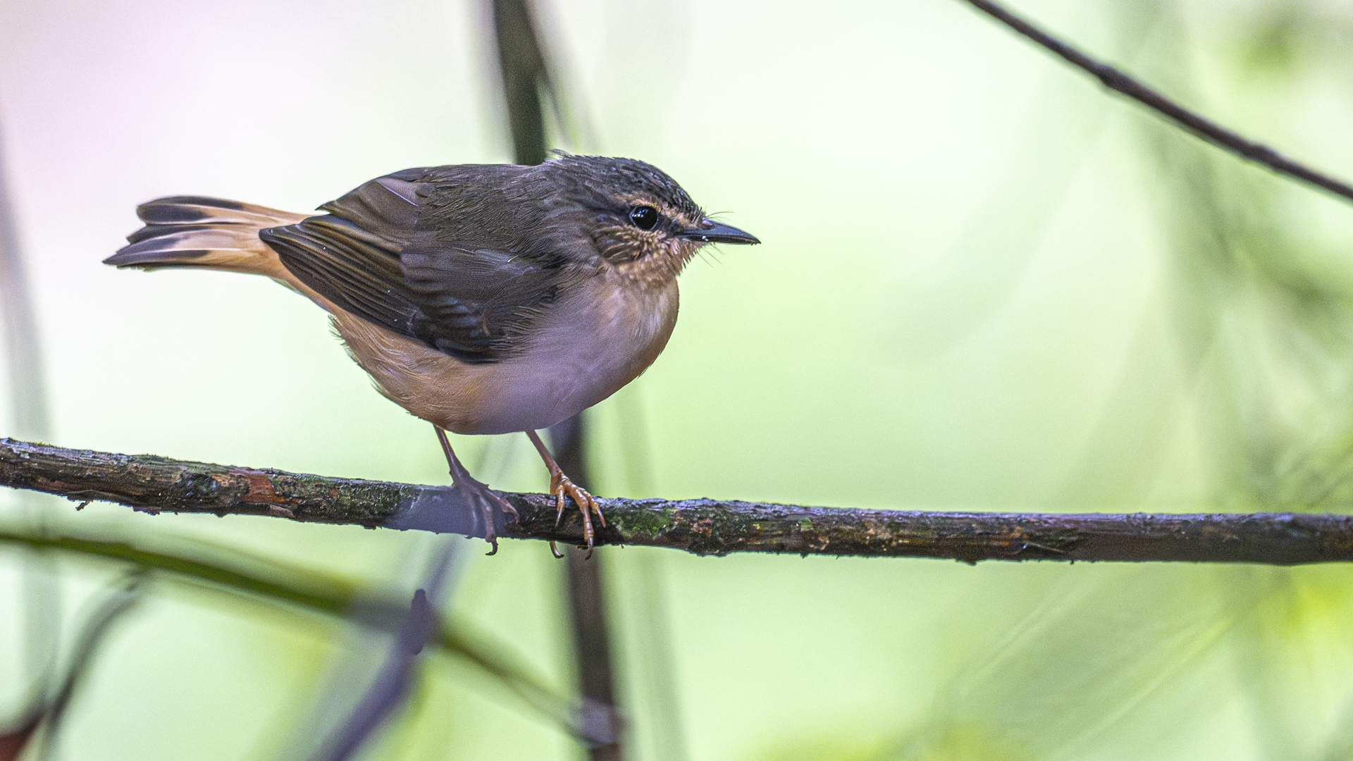 Schmätzerwaldsänger, Buff-rumped Warbler, Myiothlypis fulvicauda