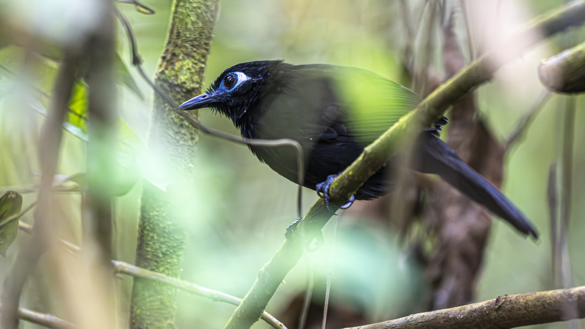 Schwarzameisenvogel, Blue-lored Antbird, Hafferia immaculata-3