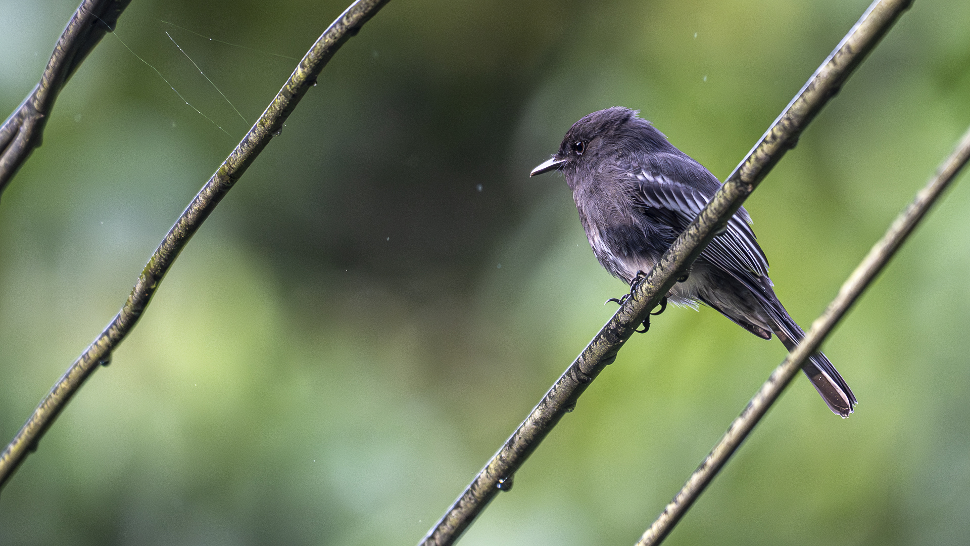 Schwarzkopf-Phoebetyrann, White-winged Phoebe, Sayornis (nigricans) latirostris