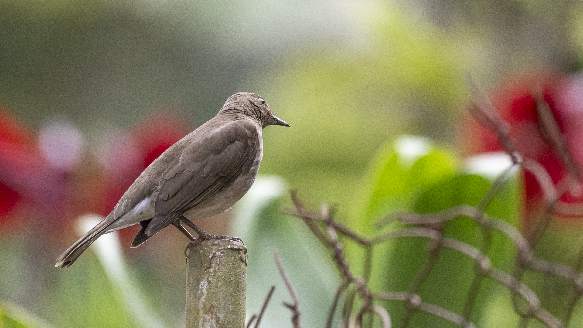 Schwarzschnabeldrossel, Black-billed Thrush, Turdus ignobilis