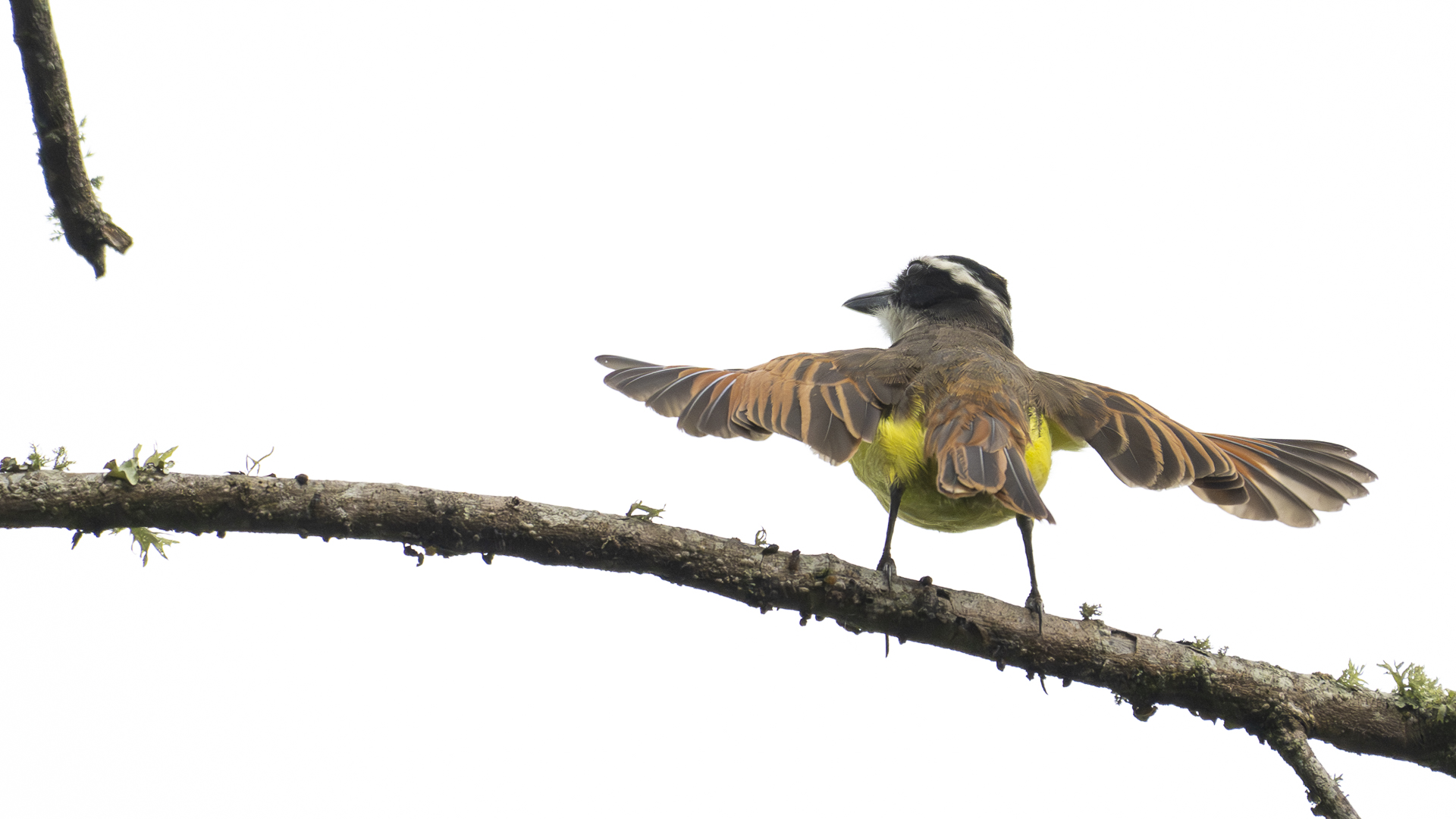 Schwefelmaskentyrann, Great Kiskadee, Pitangus sulphuratus-4