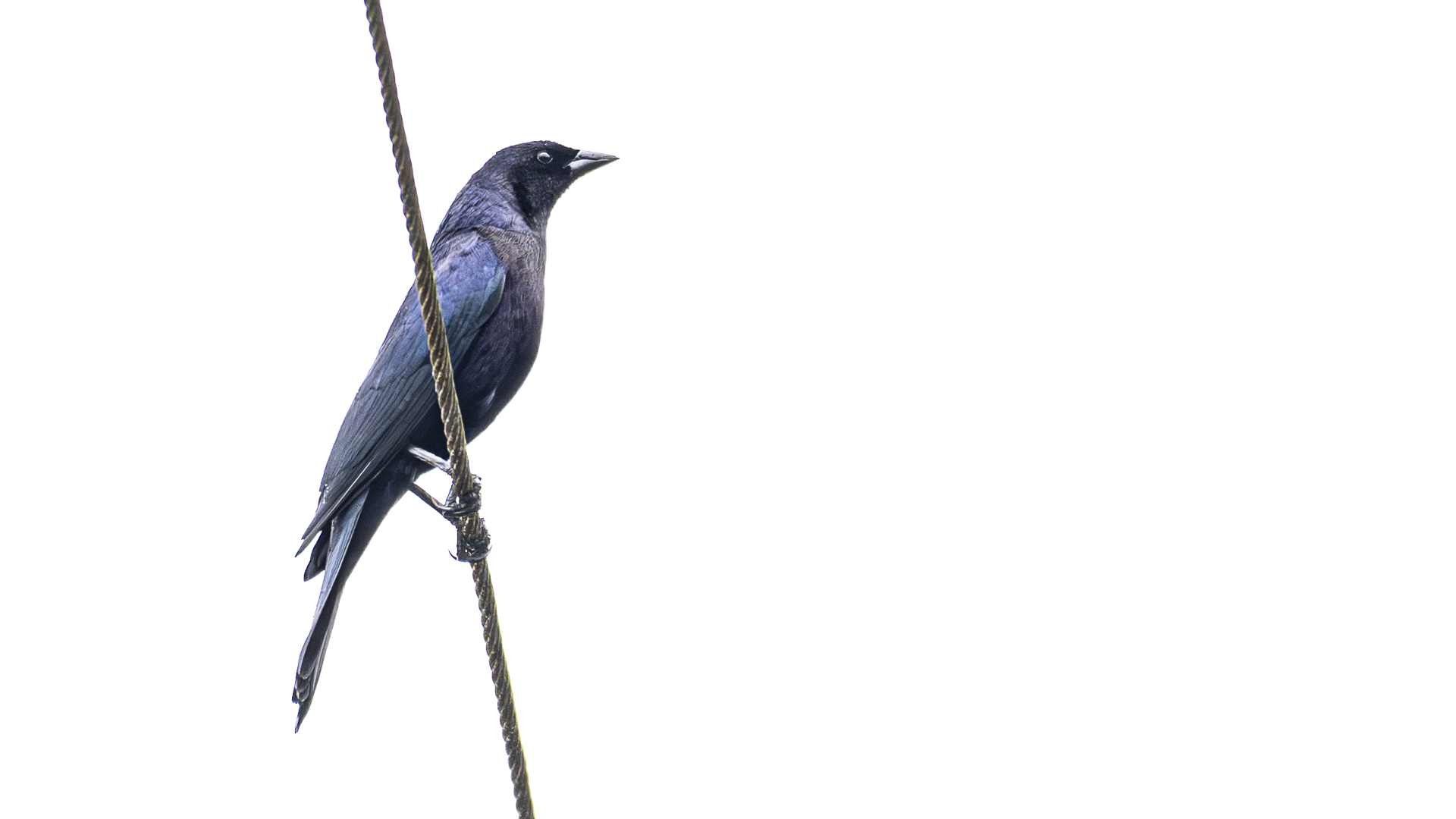 Seidenkuhstärling, Shiny Cowbird, Molothrus bonariensis cabanisii, male