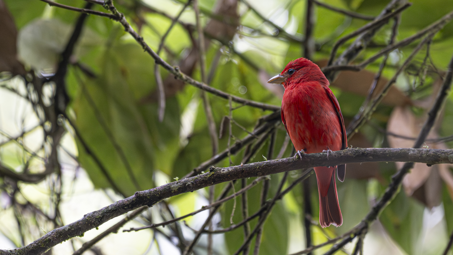 Sommerkardinal, Summer Tanager, Piranga rubra