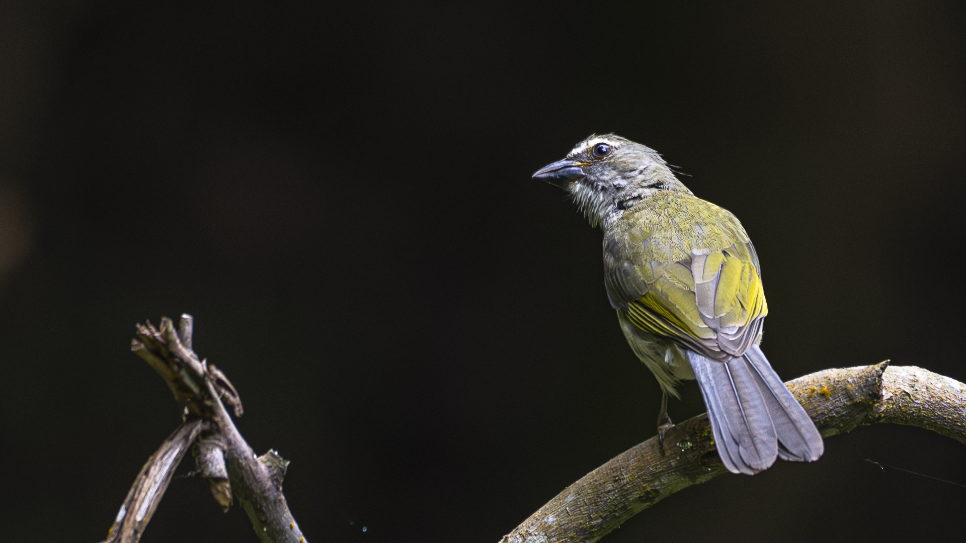 Strichelsaltator, Streaked Saltator, Saltator striatipectus-2