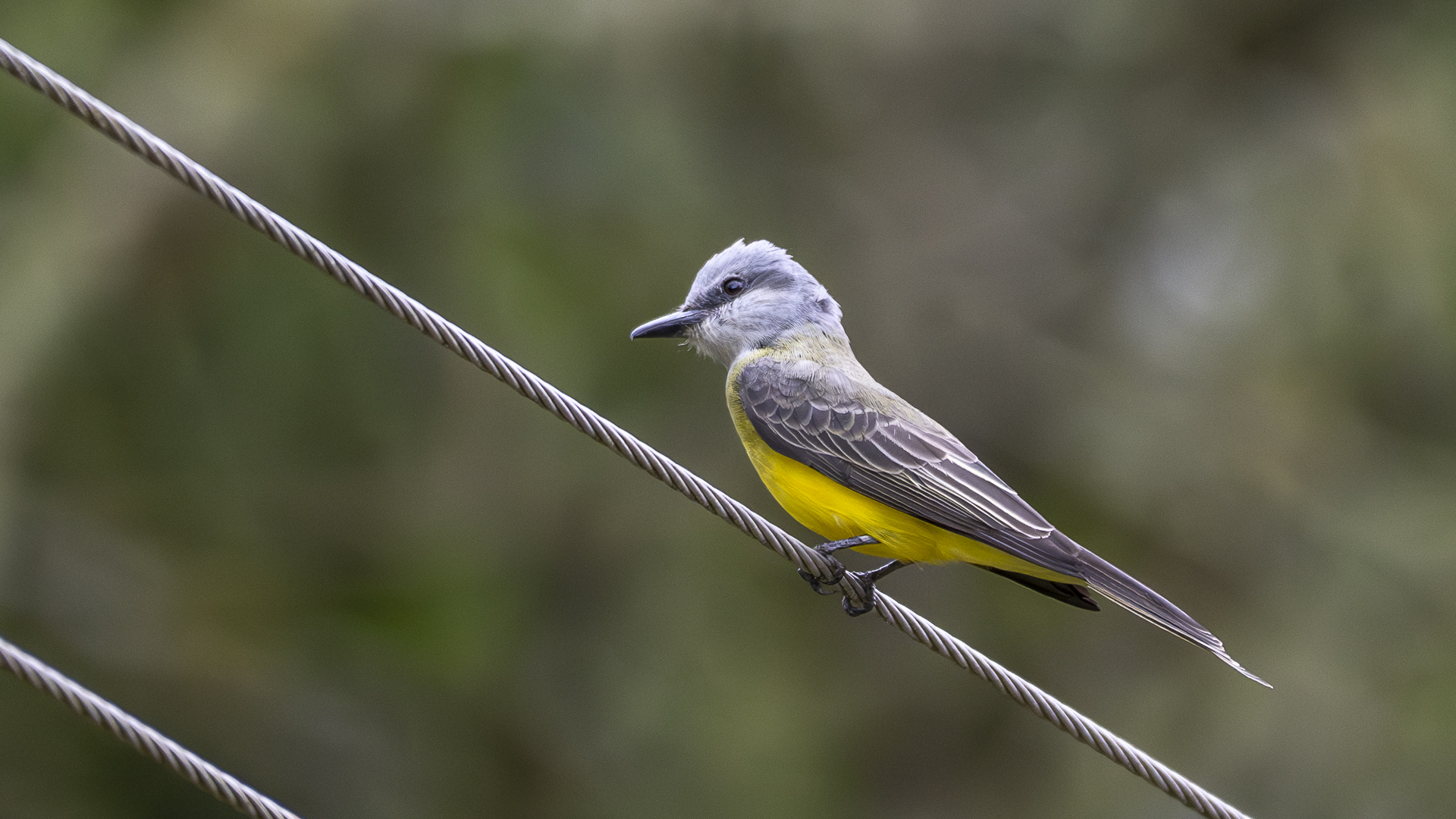 Trauerkönigstyrann, Tropical Kingbird, Tyrannus melancholicus_