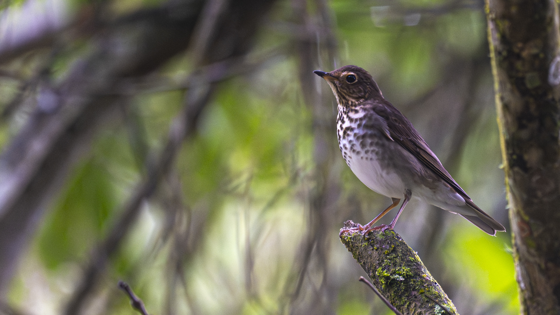 Zwergmusendrossel, Swainson's Thrush, Catharus ustulatus