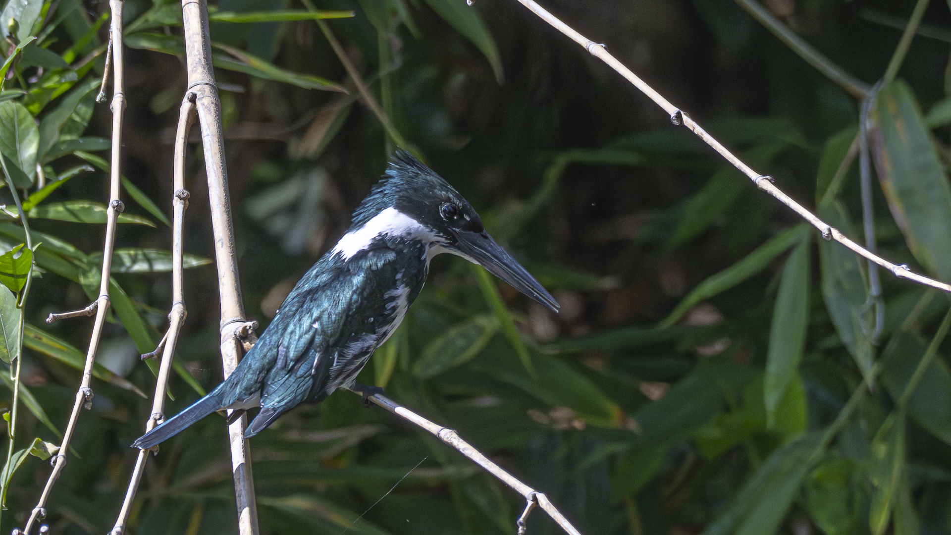 Amazonasfischer, Amazon Kingfisher, Chloroceryle amazona