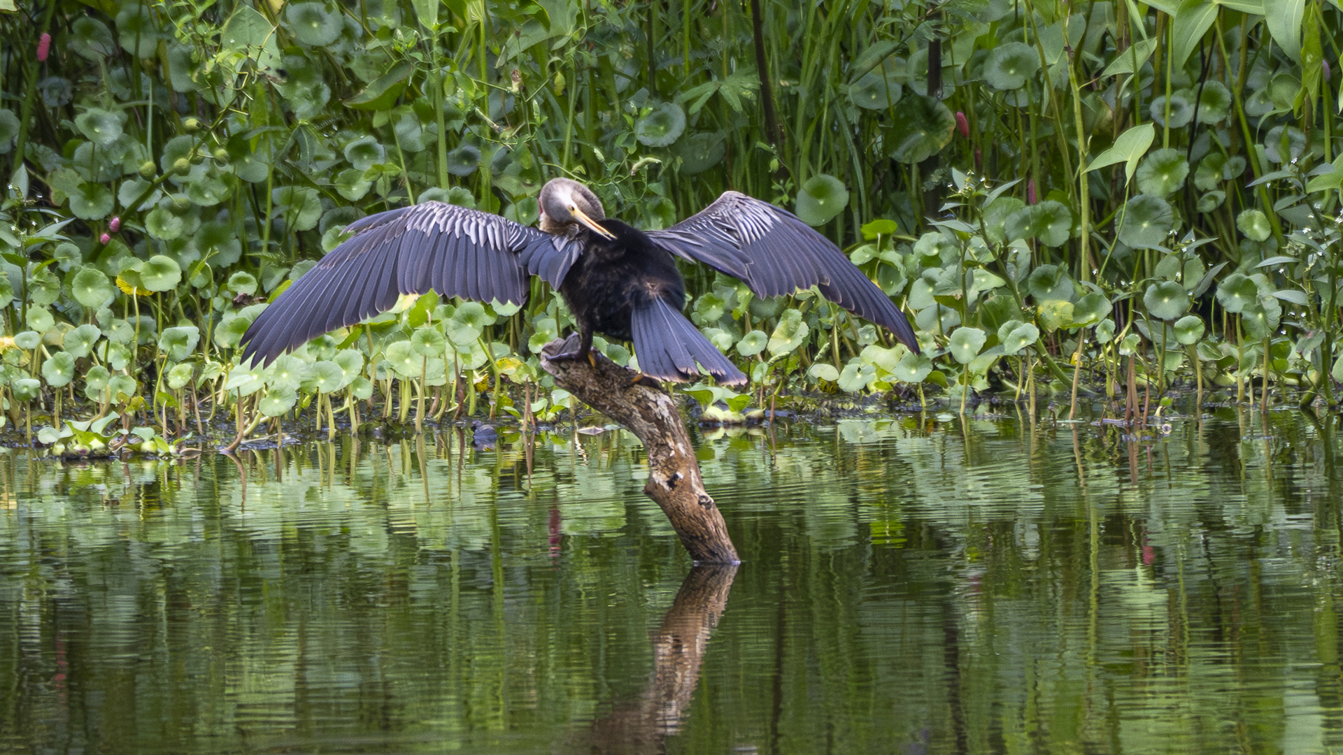 Amerika-Schlangenhalsvogel, Anhinga, Anhinga anhinga -